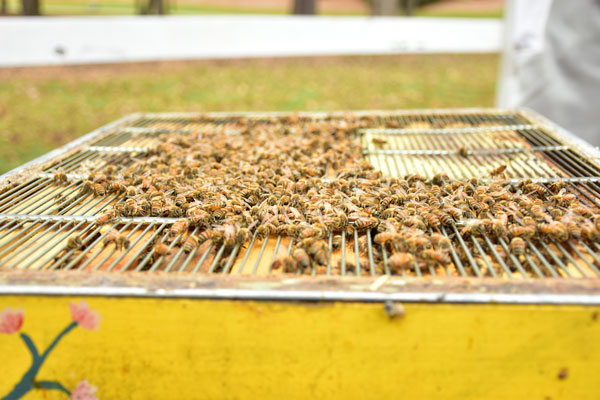 bees on top of hive