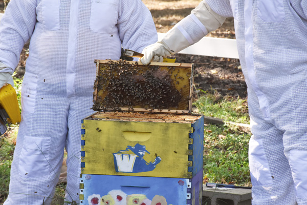 bee hive with students