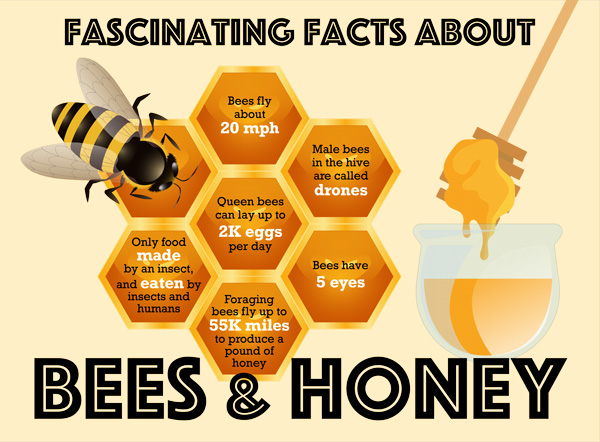 bees and honey infographic